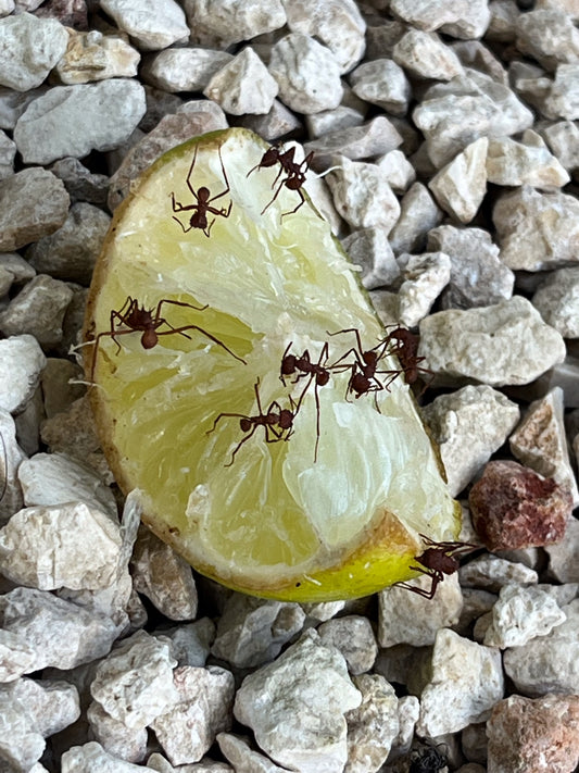 tulum lime ants